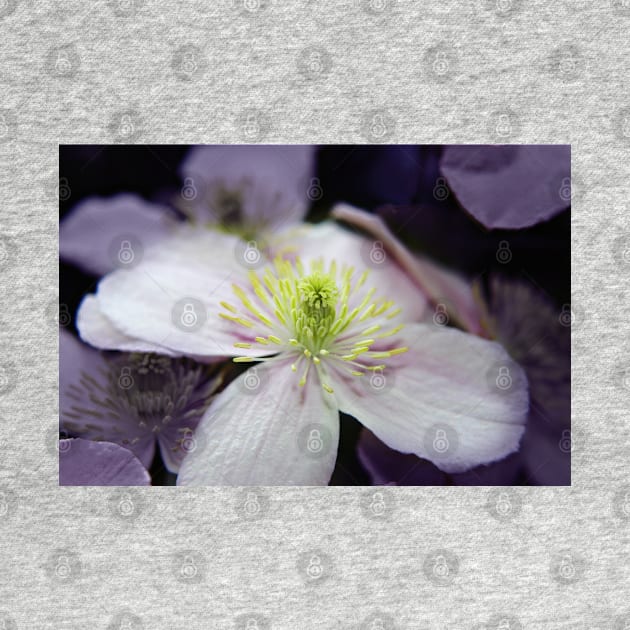 Pink Clematis flower by InspiraImage